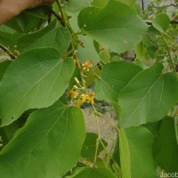 Grewia tiliifolia Vahl
